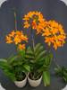 Epidendrum radicans CT Vigor